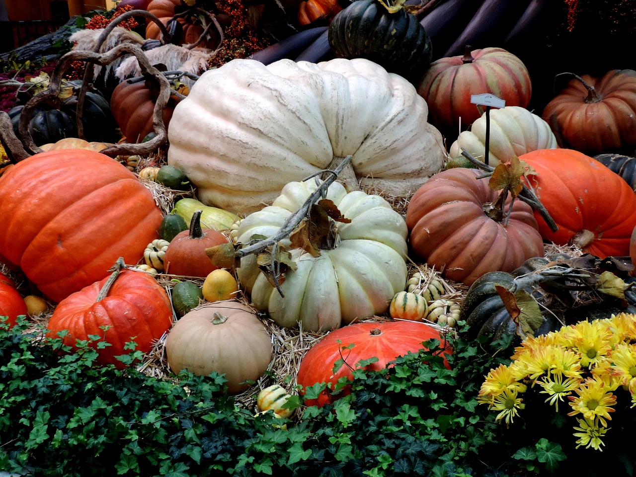 How to Grow a Pumpkin Patch for Halloween